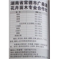 8-15公分榉树 榉树基地 湖南榉树价格 湖南苗木网 广森源