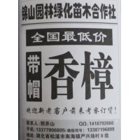 全国最低价专供带帽香樟 湖北香樟价格 锦山园林 低价香樟