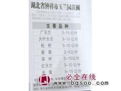 3-15公分广玉兰 湖北广玉兰价格 湖北苗木网 玉兰园苗圃图1