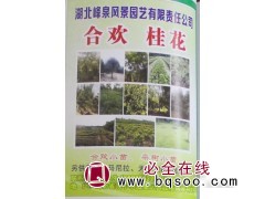 专供合欢 栾树 桂花树 湖北栾树基地 湖北苗木网 峰泉园艺图1