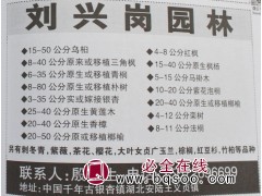 15-50公分乌桕 湖北乌桕树 刘兴岗园林 专供乌桕 乌桕图1