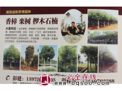 专供栾树 全冠栾树 栾树基地 湖南栾树价格 益阳思博园林图1