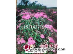 日本绣线菊 东北抗寒耐旱小苗直销基地图1