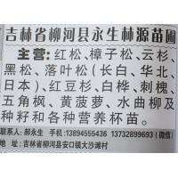 主营红松苗 吉林红松价格 吉林苗木网 永生林源苗圃 红松