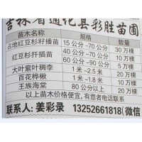 15-70公分占地红豆杉苗 红豆杉籽播苗 吉林彩胜苗圃