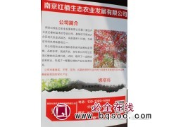 南京红楠生态 娜塔栎苗 南京娜塔栎基地 舒马栎价格表 红栎苗图1