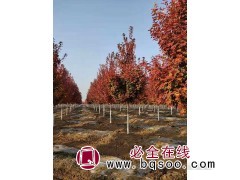美国红枫@美国红枫苗#2021美国红枫价格表#大连世纪园林#图1