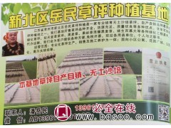 专供矮生百慕大草坪@岳民草坪@百慕大草坪#百慕大草坪价格图1