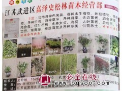 专供各种色块苗 江苏苗木网 绿植色块批发 嘉泽史松林苗木图1