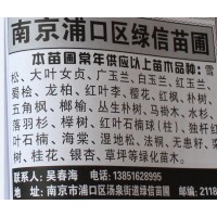 专供广玉兰 白玉兰 红玉兰 南京玉兰价格 绿信苗圃 南京苗木