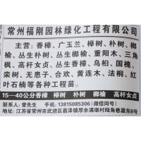 香樟树 常州香樟树价格 福刚园林 江苏苗木网 精品香樟价格