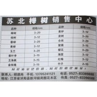 3-20公分榉树基地 江苏苗木网 华丰园林 专供榉树 榉树苗