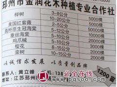 3-8公分榉树 榉树基地 江苏苗木网 邳州金润花木 榉树价格图1
