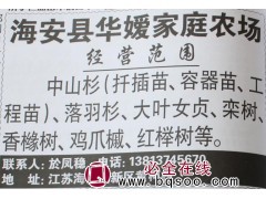 中山杉扦插苗 中山杉容器苗 中山杉工程苗 江苏苗木 华嫒苗木图1