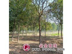 现货直销各种规格栾树 南栾 北栾 黄山栾品种齐全 三叶园林图1