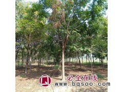 现货直销各种规格栾树 南栾 北栾 黄山栾品种齐全 三叶园林图2
