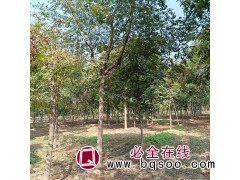 现货直销各种规格栾树 南栾 北栾 黄山栾品种齐全 三叶园林图3