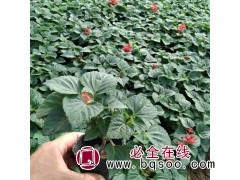 一串红草花基地 金珀花卉 一串红批发价格 一串红钵苗青州报价图2