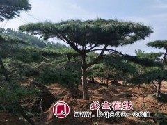 平顶松图1
