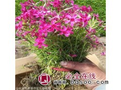 福禄考杯苗 鞍山福禄考营养钵苗 大型花卉种植基地 凯盛花卉图1