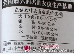 0.8-20公分大叶女贞 东台大叶女贞 立东苗木 大叶女贞图1