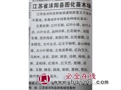 红叶石楠苗 红叶石楠球 红叶石楠绿篱苗 江苏苗木网 图化苗木图1