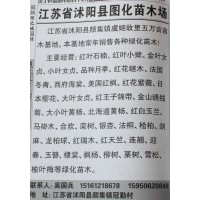 红叶石楠苗 红叶石楠球 红叶石楠绿篱苗 江苏苗木网 图化苗木