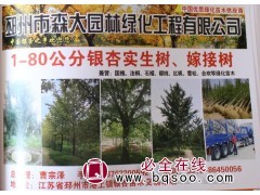 邳州银杏树 森大园林 专供1-80公分银杏实生树 银杏嫁接树图1