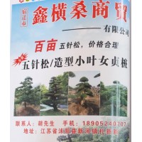 百亩五针松基地 五针松价格 五针松造型树 江苏苗木网
