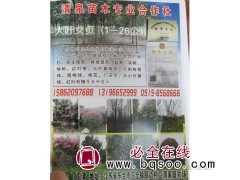 专供1-26公分大叶女贞树 精品女贞树 江苏苗木网 大叶女贞图1
