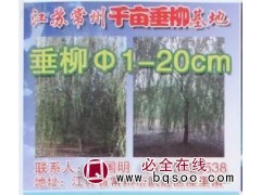 1-20公分垂柳 千亩垂柳 柳树价格表 江苏苗木网 常州柳树图1