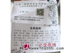 江苏广玉兰基地 二路苗木 江苏苗木网 广玉兰大树 精品广玉兰图1