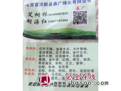 沭阳红叶石楠绿篱苗 红叶石楠球 森广绿化 沭阳花木城图1