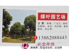 供应香樟树 江苏苗木网 大规格香樟树 绿叶园艺场 香樟树图1