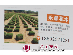 夏溪花木网 无刺枸骨专卖 构骨球专卖 江苏苗木网 乐意花木图1