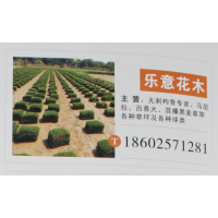 夏溪花木网 无刺枸骨专卖 构骨球专卖 江苏苗木网 乐意花木