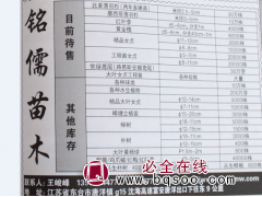 2.5-5公分北美落羽杉 两年多嫩苗落羽杉 江苏铭儒苗木图1