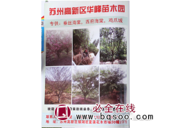 专供垂丝海棠 苏州苗木网 华峰苗木园专供西府海棠 垂丝海棠图1