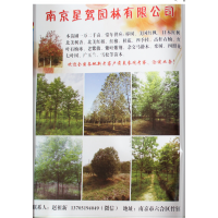 南京苗木网 榉树基地 榉树价格 榉树图片 星驾园林 大榉树