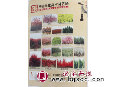 华洲绿化苗木 江苏苗木网 红叶碧桃价格 红叶碧桃苗 碧桃树图1