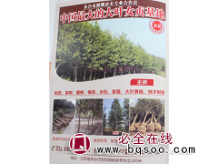 江苏苗木网 纪纲苗木 大叶女贞基地 东台女贞价格 大叶女贞图1