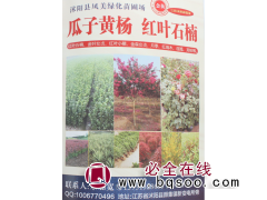 江苏苗木网 沭阳花木 瓜子黄杨小苗 瓜子黄杨绿篱苗 凤美绿化图1