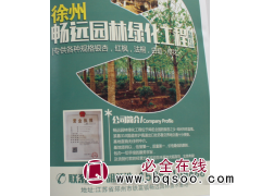专供银杏 邳州银杏树基地 畅远园林 江苏苗木网 银杏行道树图1