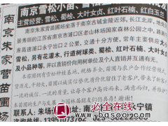 南京蜀桧基地 蜀桧价格 蜀桧苗 南京苗木网 蜀桧 朱家营苗圃图1