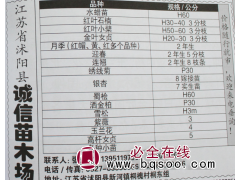 高度60公分水腊苗 水蜡苗批发 水蜡价格 诚信苗木场 水蜡图1