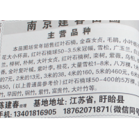 0.5-3.5米红叶石楠球 红叶石楠基地 南京建春苗圃 石楠