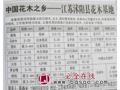 2-30公分马褂木 马褂木基地 沭阳马褂木价格 马褂木小苗图1