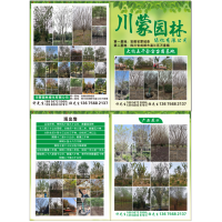 川蒙园林出售丛生朴树，榉树五十至九十公分，数量四百株