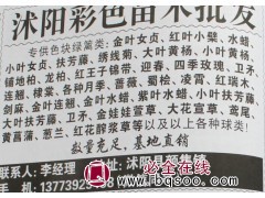 供应金叶女贞苗 金叶女贞价格 沭阳花木城 金叶女贞绿篱苗图1