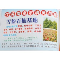 精品雪松 南京雪松价格表 3-8米雪松 清灵苗圃基地 雪松